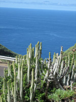 La Palma Bilder Umgebung Kakteen