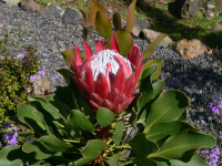 bluehende Protea