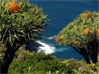 La Palma Bilder Umgebung endemische Dragobaeume typisch La Palma mit Fruechten