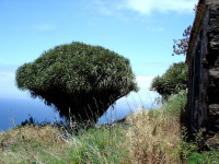 Drachenbaum Drago typisch fuer La Palma