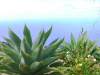 La Palma Bilder Garten Agaven