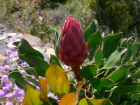 La Palma Bilder Garten Protea tropische Blume